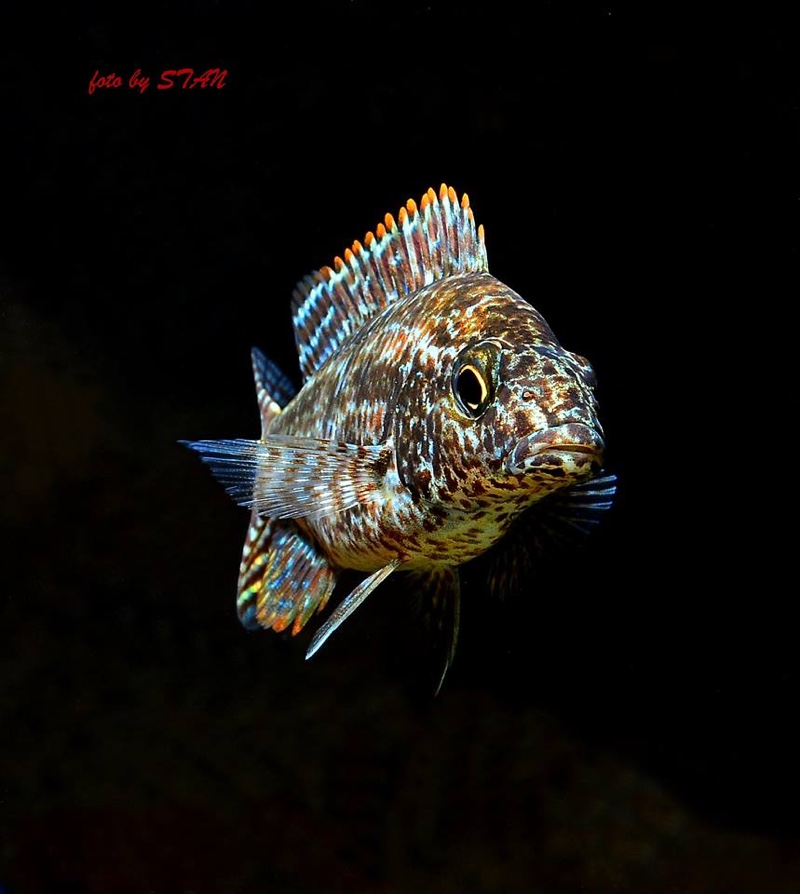 Nimbochromis linni